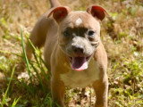6 chiots American Staffordshire Terrier LOF à vendre, nés en mars 2026