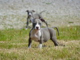 6 chiots American Staffordshire Terrier LOF à vendre, nés en mars 2026
