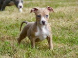 6 chiots American Staffordshire Terrier LOF à vendre, nés en mars 2026