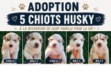 5 chiots Husky à vendre