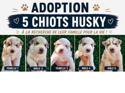 5 chiots Husky à vendre