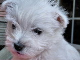 Magnifique chiot Westie LOF à vendre
