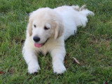 Chiot femelle Golden Retriever non LOF d'avril 2026 en vente