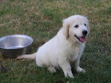 Chiot femelle Golden Retriever non LOF d'avril 2026 en vente