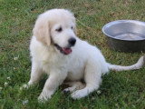 Chiot femelle Golden Retriever non LOF d'avril 2026 en vente