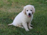 Chiot femelle Golden Retriever non LOF d'avril 2026 en vente