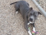 Chien adulte American Staffordshire Terrier mâle à vendre