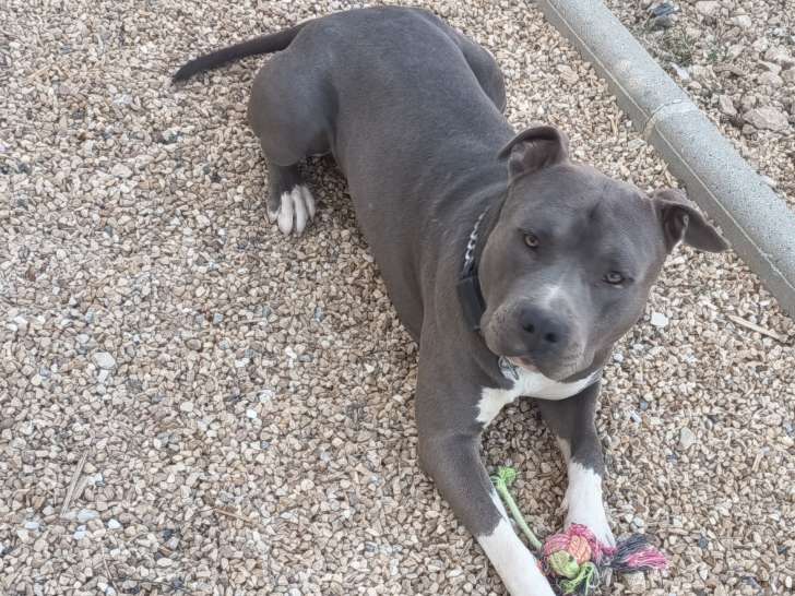 Chien adulte American Staffordshire Terrier mâle à vendre