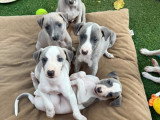 Chiots Whippet à vendre (1 femelle & 4 mâles)