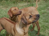 Magnifiques chiots Rhodesian Ridgeback LOF dont femelles livernoses à vendre
