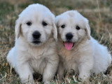 6 chiots Golden Retrievers non LOF à réserver, nés mai en 2026