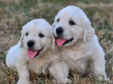 6 chiots Golden Retrievers non LOF à réserver, nés mai en 2026