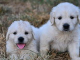 6 chiots Golden Retrievers non LOF à réserver, nés mai en 2026