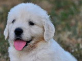 6 chiots Golden Retrievers non LOF à réserver, nés mai en 2026