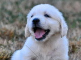 6 chiots Golden Retrievers non LOF à réserver, nés mai en 2026