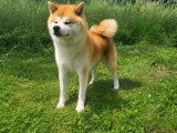 Chien Akita Inu  adulte inscrit au LOF à vendre