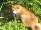 Chien Akita Inu  adulte inscrit au LOF à vendre