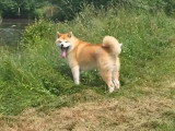 Chien Akita Inu  adulte inscrit au LOF à vendre