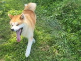 Chien Akita Inu  adulte inscrit au LOF à vendre