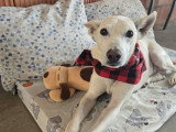 Pistole, merveilleux chien de 10 ans à adopter en association