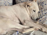 Pistole, merveilleux chien de 10 ans à adopter en association