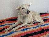 Pistole, merveilleux chien de 10 ans à adopter en association