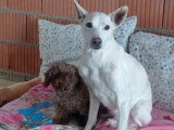 Pistole, merveilleux chien de 10 ans à adopter en association