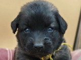 3 chiots Léonberg non LOF à réserver nés en mai 2026