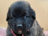 3 chiots Léonberg non LOF à réserver nés en mai 2026