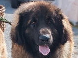 3 chiots Léonberg non LOF à réserver nés en mai 2026