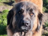 3 chiots Léonberg non LOF à réserver nés en mai 2026