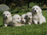 5 chiots Berger des Tatras LOF nés en avril 2026 à vendre