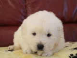 5 chiots Berger des Tatras LOF nés en avril 2026 à vendre