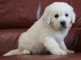 5 chiots Berger des Tatras LOF nés en avril 2026 à vendre
