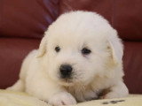 5 chiots Berger des Tatras LOF nés en avril 2026 à vendre