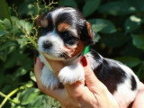 5 chiots Yorkshire Biewer non LOF nés en avril 2026 à vendre