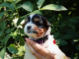 5 chiots Yorkshire Biewer non LOF nés en avril 2026 à vendre