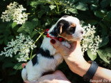 5 chiots Yorkshire Biewer non LOF nés en avril 2026 à vendre