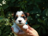 5 chiots Yorkshire Biewer non LOF nés en avril 2026 à vendre