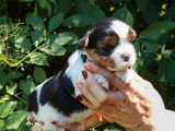 5 chiots Yorkshire Biewer non LOF nés en avril 2026 à vendre