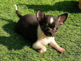 Chiots Chihuahua à poil court à vendre
