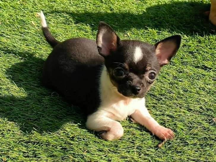 Chiots Chihuahua à poil court à vendre