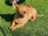 Chiots Chihuahua à poil court à vendre