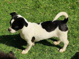 Chiots Chihuahua à poil court à vendre
