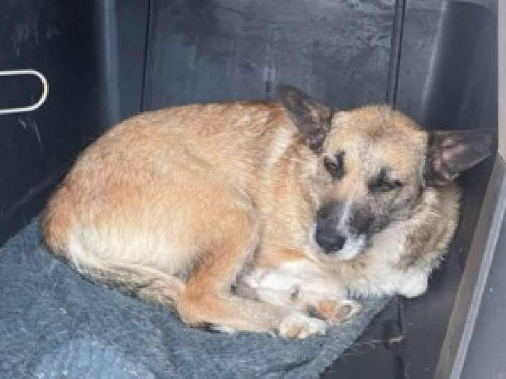 Carla, jeune chienne de 3 ans à adopter en association
