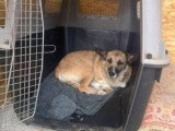 Carla, jeune chienne de 3 ans à adopter en association