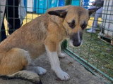 Carla, jeune chienne de 3 ans à adopter en association