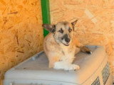 Carla, jeune chienne de 3 ans à adopter en association