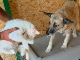 Carla, jeune chienne de 3 ans à adopter en association