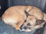Carla, jeune chienne de 3 ans à adopter en association